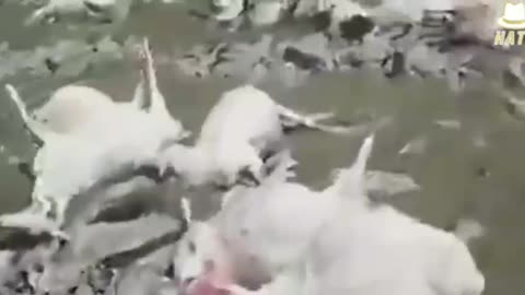 SHEEP DYING FROM GIVEN DEATH SHOT (VAX)