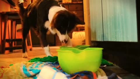AMAZING DOG PLAYING BALLS IN WATER.