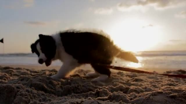 dog black and white He plays in the sands of the sea
