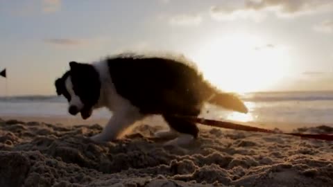 dog black and white He plays in the sands of the sea