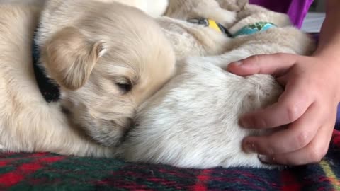 3 Week Old Boy Golden Retrievers