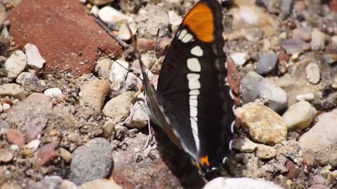 Butterfly insect1