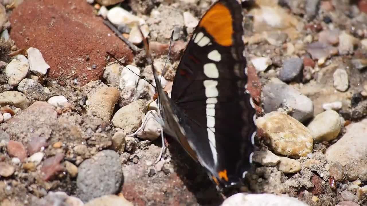 Butterfly insect1