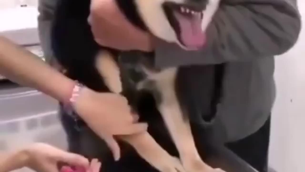 Funny Dog