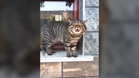 Cats talking !! these cats can speak english better than hooman