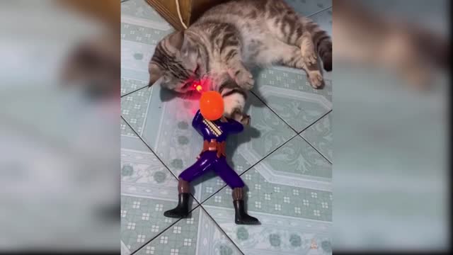 Cat Reaction to Playing Toy - Funny Cat Toy Reaction Compilation