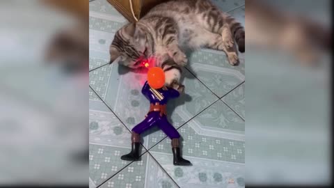 Cat Reaction to Playing Toy - Funny Cat Toy Reaction Compilation