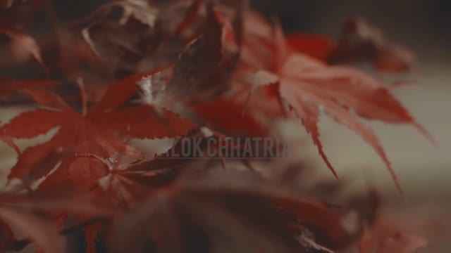 Relaxing music with forest mind blowing story #nocopyright this video