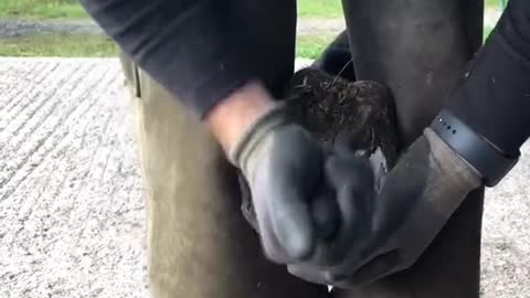 samdracottfarrier farrier