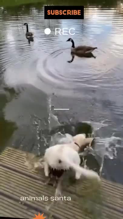 fail golden retriever