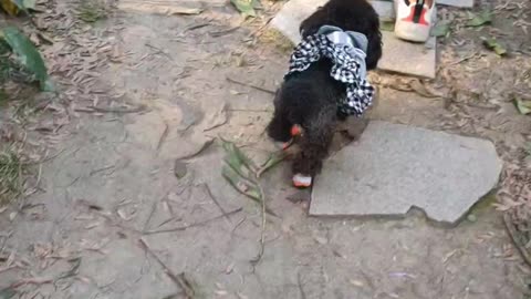 puppy