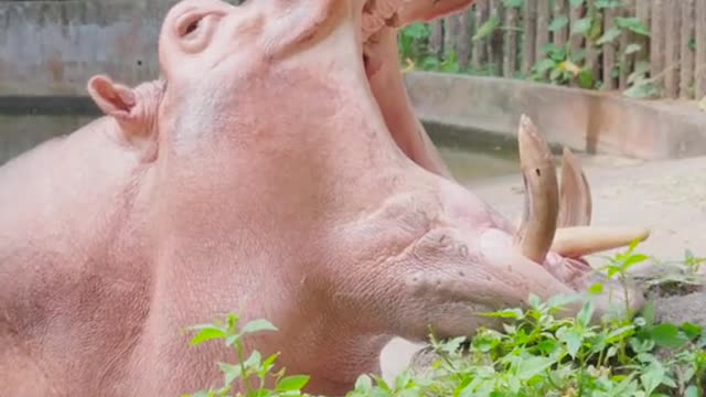 A hippopotamus brushes his teeth