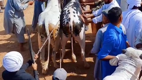 Bull Race |Amazing Bull Race