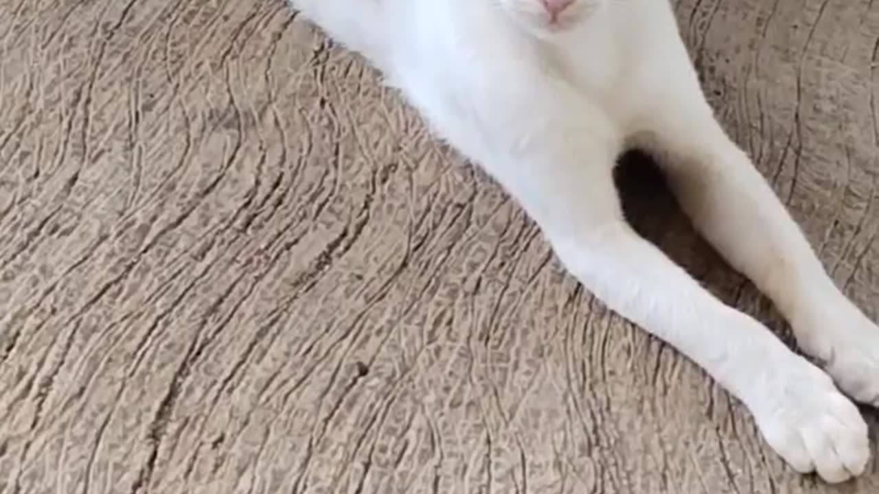 Cute cat