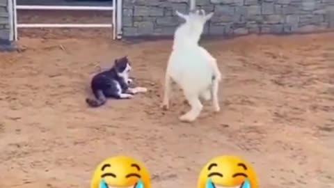 ANIMALS FUNNY VIDEOS