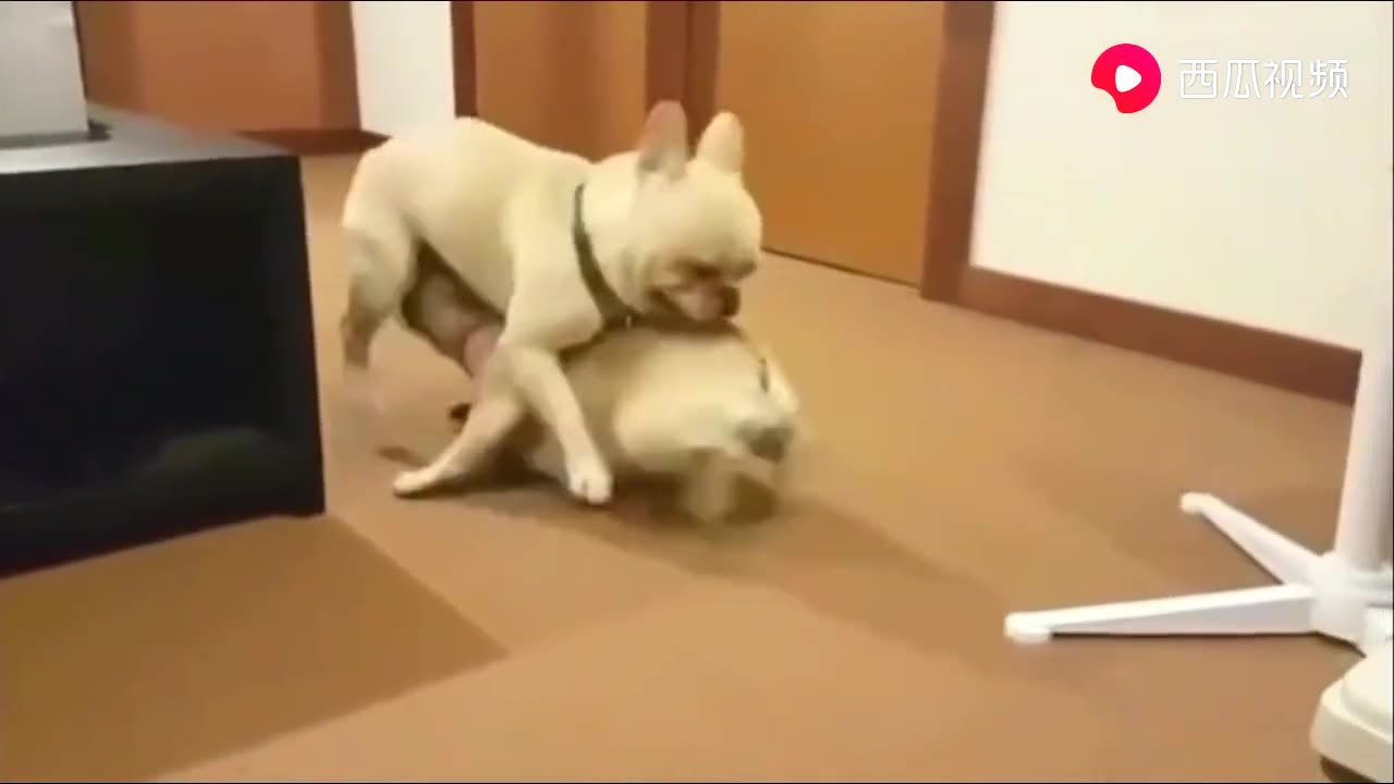 dog fight