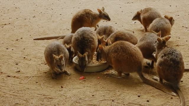 Kangaroo eats