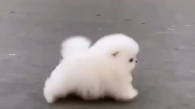 Dog lover