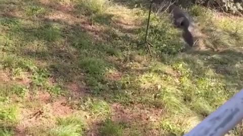 Grandpa smacks crocodile with a frying pan that was attacking him