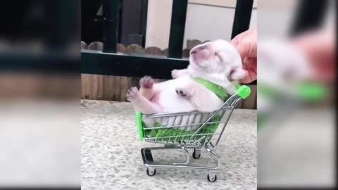 Funny puppies - Cute Funny and Smart Dogs Compilation
