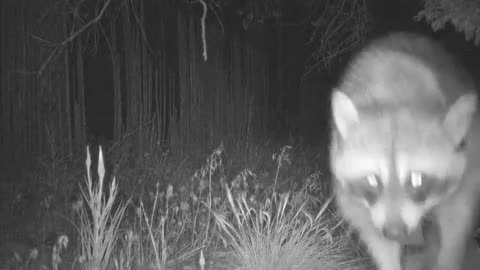 Birthday raccoon!!