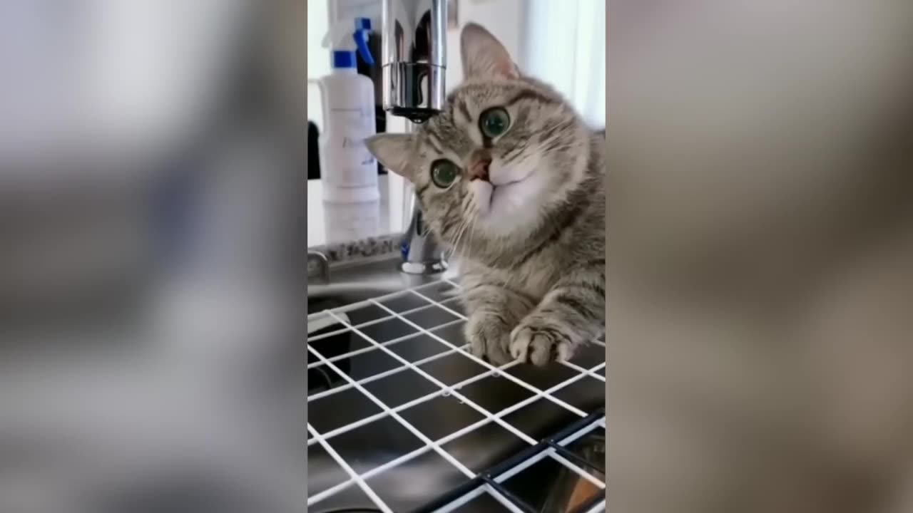 Funny Cats