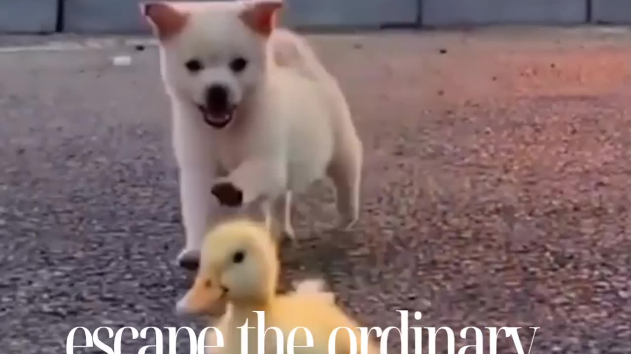 Funny video dog and chicken and cat