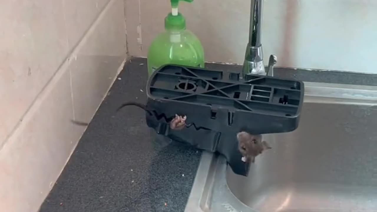 Easy way to catch a rat at home
