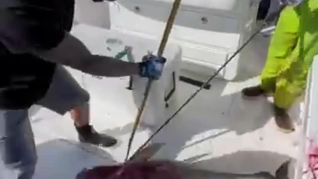 Yellowfin tuna gaff shot!
