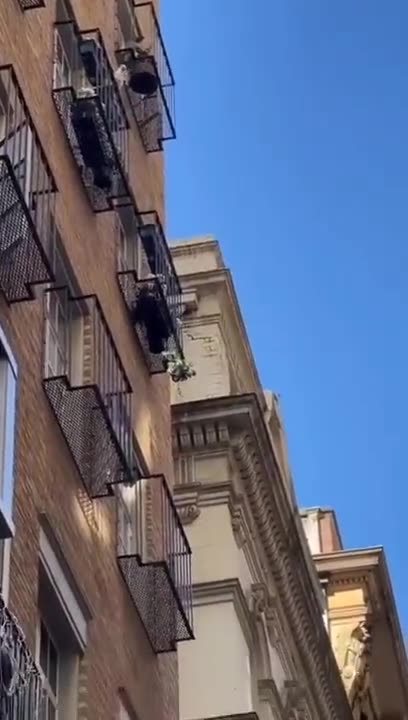 Bird Throwing Potted Plants Off A High Rise Apartment Balcony