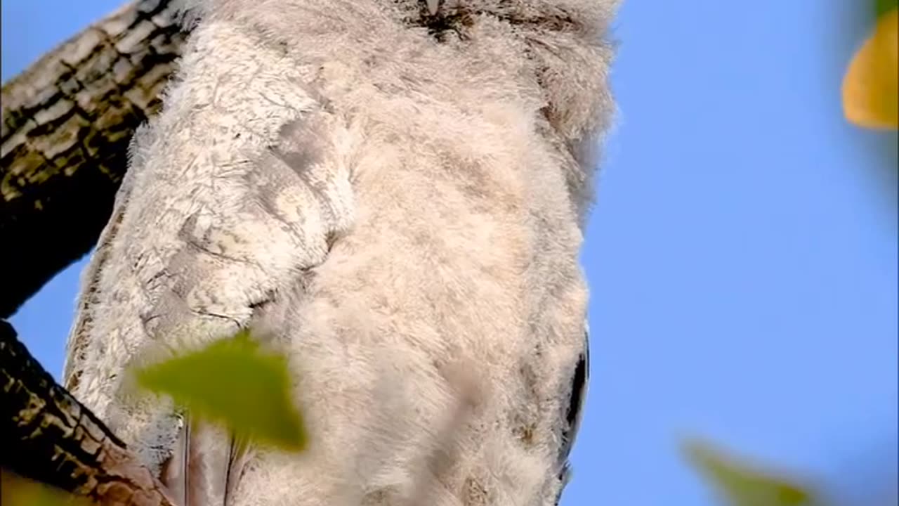 Owl.