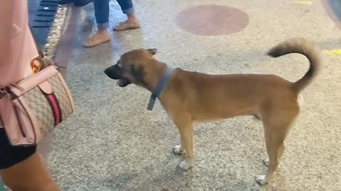 Dog Waits to Cross Street Safely