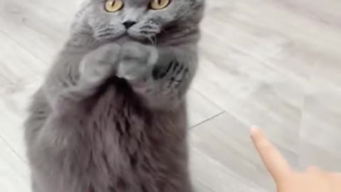 cat funny video