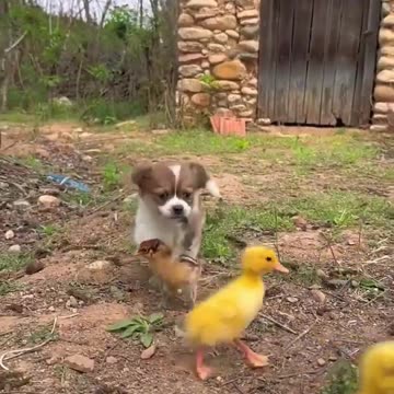 cute puppy playing with duck