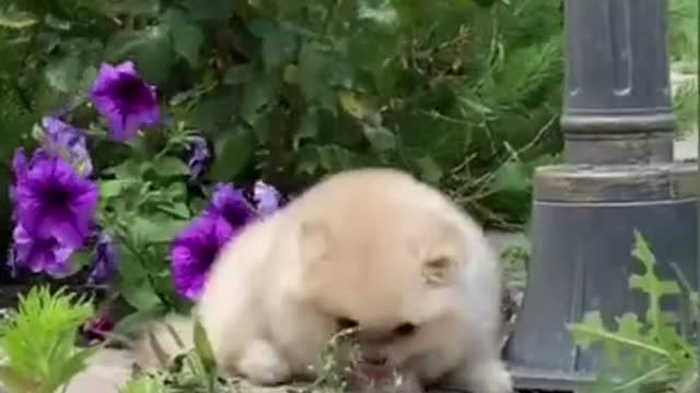 Super Cute Adorable Dogs