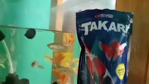 Give Eat Fish From Aquarium