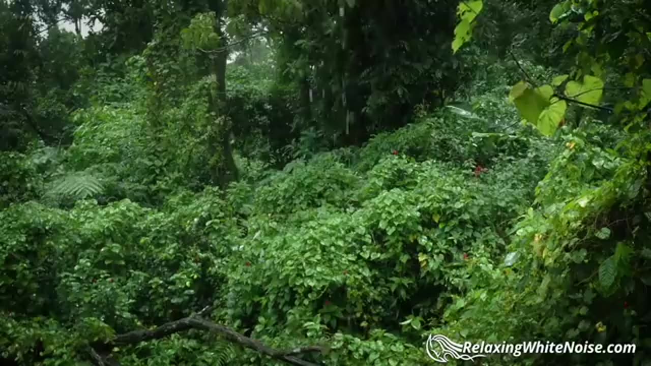 Rainforest Rain Sounds for Sleeping or Studying