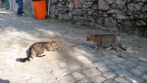 top epic cat fights