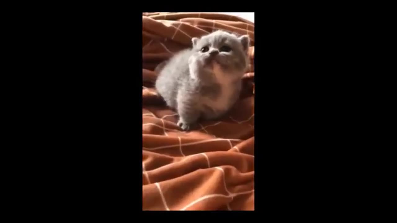 Cute and funny cat moments,fails,cute kittens,Meowing,Ultimate Aww,laughing,definitive Laugh