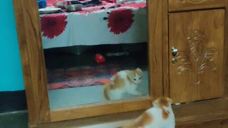 Kitten Afraid of Its Own Reflection