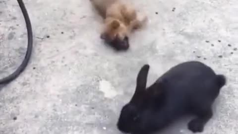 Dog&Rabit Fight