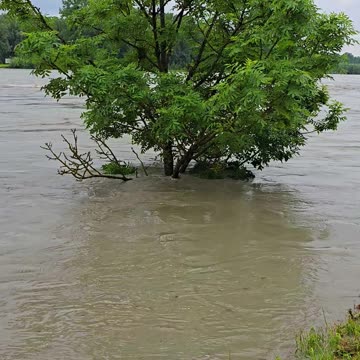 High water! A tree in the river.
