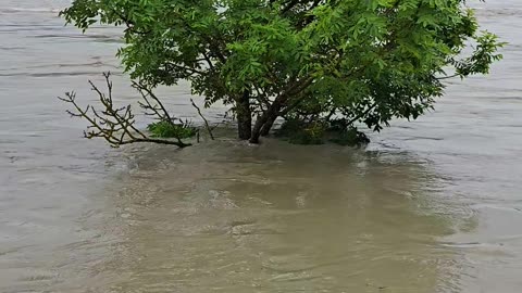 High water! A tree in the river.