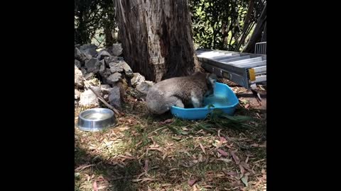 Koala Takes A Bath lovely