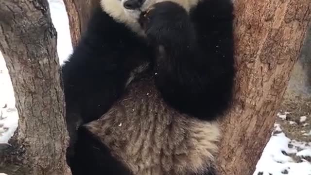 The giant panda