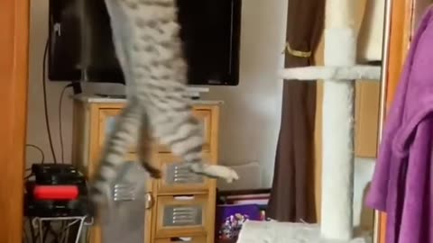 kung fu cat, jokes with cats for a good mood