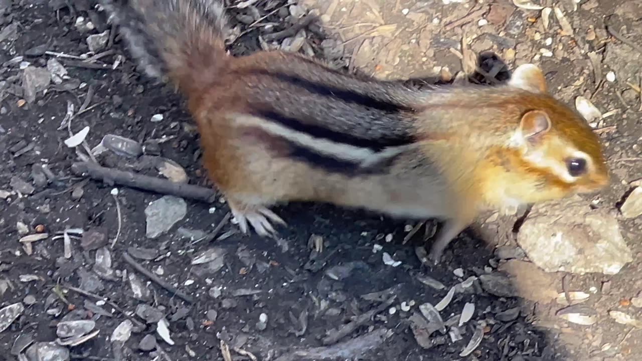 Very friendly chippy