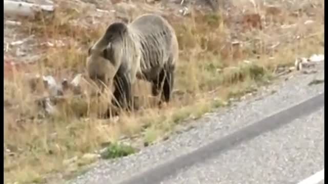 Grizzly Bear alongside the Yellowstone Grand Loop Road