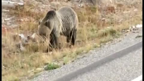 Grizzly Bear alongside the Yellowstone Grand Loop Road