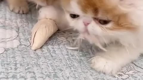 Cute cat